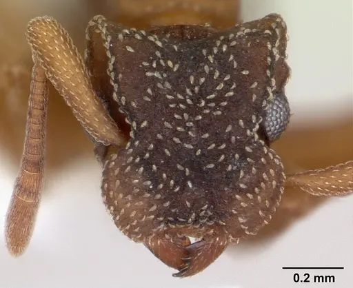 Cyphomyrmex transversus specimen