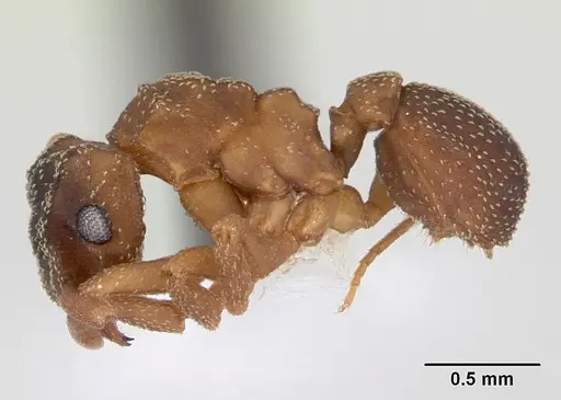 Cyphomyrmex transversus specimen