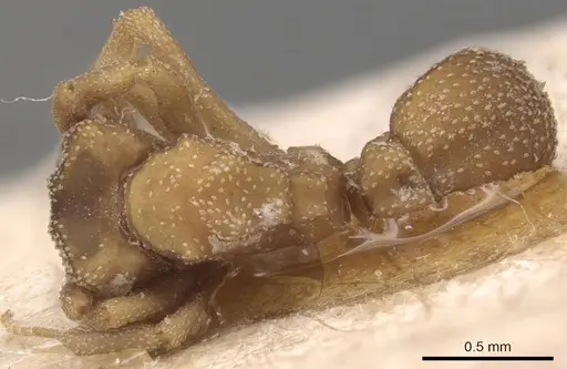 Cyphomyrmex transversus - CASENT0904980