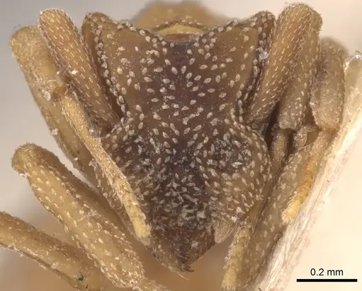 Cyphomyrmex transversus - CASENT0904980