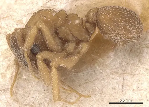 Cyphomyrmex transversus - CASENT0904980