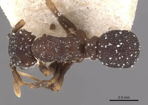 Cyphomyrmex transversus - CASENT0909380