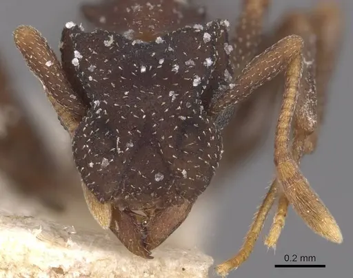 Cyphomyrmex transversus - CASENT0909380