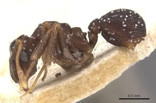 Cyphomyrmex transversus - CASENT0909380