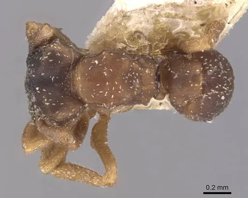 Cyphomyrmex transversus - CASENT0909383