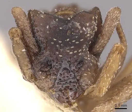 Cyphomyrmex transversus - CASENT0909383