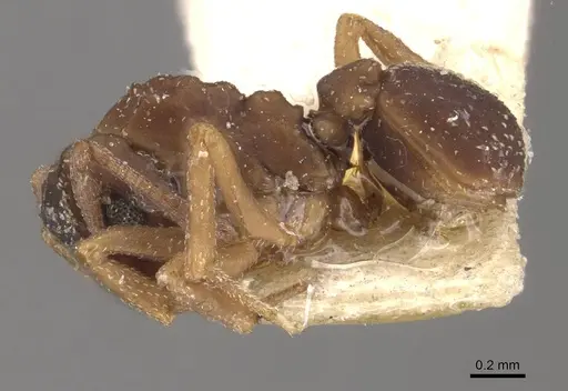 Cyphomyrmex transversus - CASENT0909383