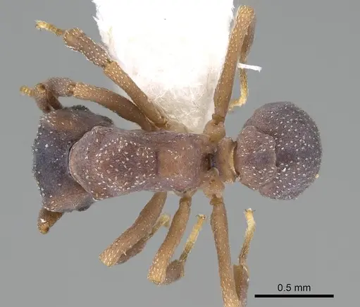 Cyphomyrmex transversus - CASENT0922136