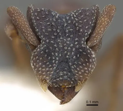 Cyphomyrmex transversus - CASENT0922136