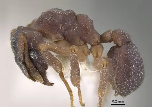 Cyphomyrmex transversus - CASENT0922136