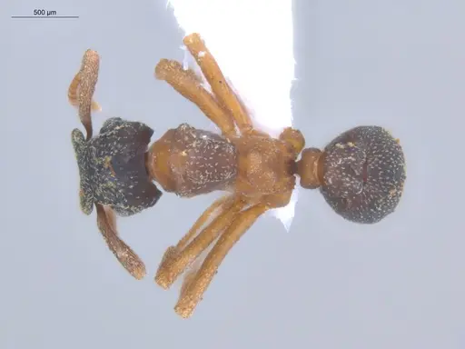 Cyphomyrmex transversus - ECOFOG-KOT23-0281-02