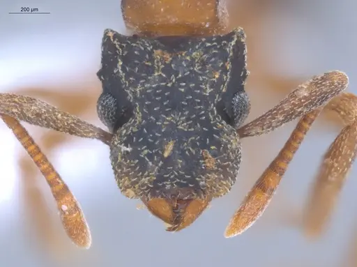 Cyphomyrmex transversus - ECOFOG-KOT23-0281-02