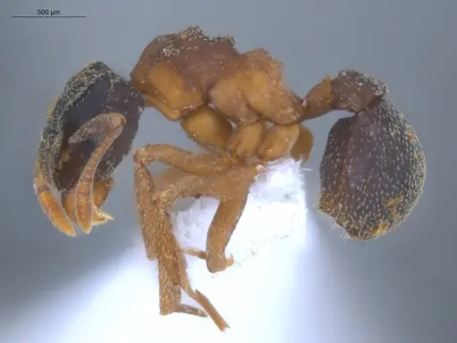 Cyphomyrmex transversus - ECOFOG-KOT23-0281-02