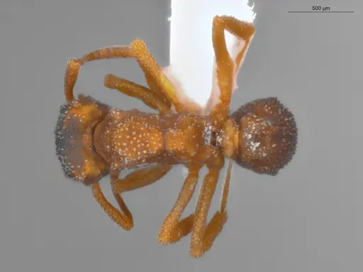 Cyphomyrmex transversus - ECOFOG-SAV18-0002-05