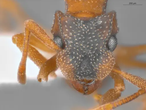 Cyphomyrmex transversus - ECOFOG-SAV18-0002-05