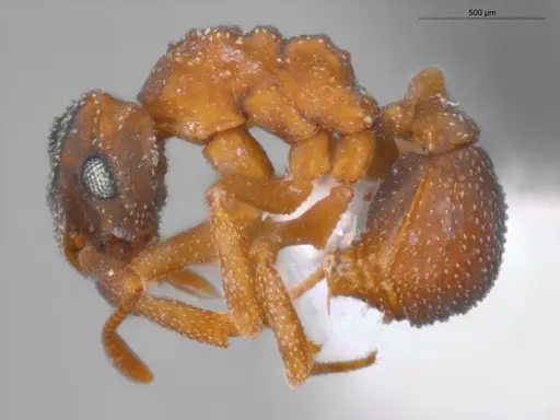 Cyphomyrmex transversus - ECOFOG-SAV18-0002-05