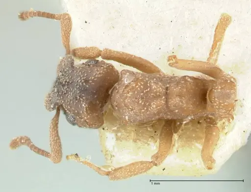 Cyphomyrmex transversus - FOCOL1767