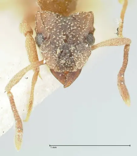 Cyphomyrmex transversus - FOCOL1767