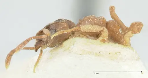 Cyphomyrmex transversus - FOCOL1767