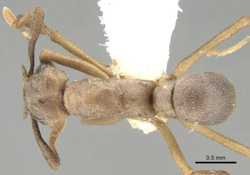 Cyphomyrmex vorticis specimen