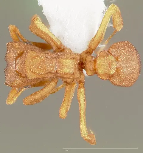 Cyphomyrmex wheeleri specimen