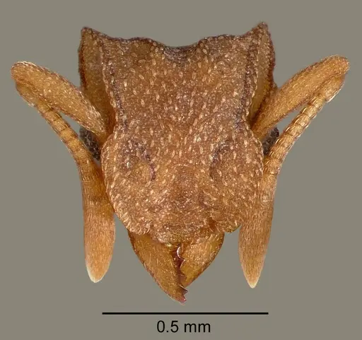 Cyphomyrmex wheeleri specimen