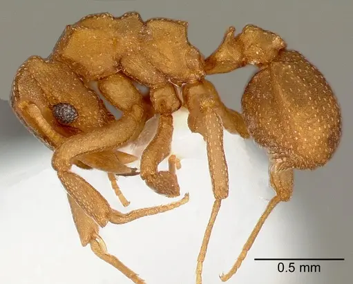 Cyphomyrmex wheeleri specimen