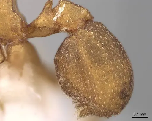 Cyphomyrmex wheeleri - CASENT0005664