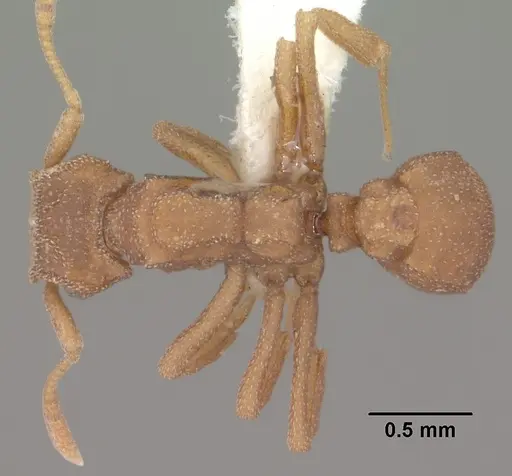 Cyphomyrmex wheeleri - CASENT0102834