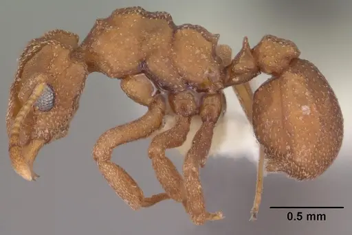 Cyphomyrmex wheeleri - CASENT0102834