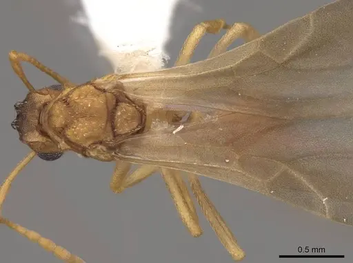 Cyphomyrmex wheeleri - CASENT0811238