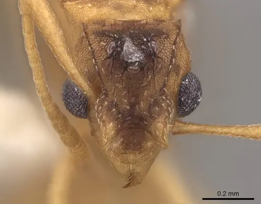 Cyphomyrmex wheeleri - CASENT0811238