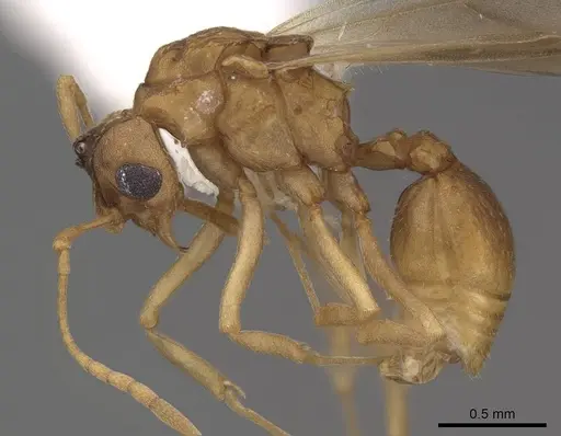 Cyphomyrmex wheeleri - CASENT0811238