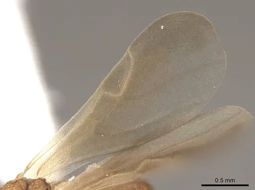 Cyphomyrmex wheeleri - CASENT0811238