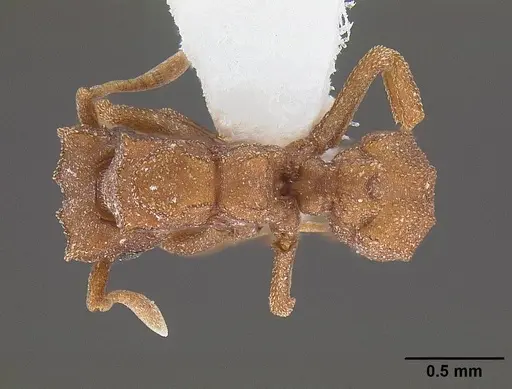 Cyphomyrmex wheeleri - CASENT0844191