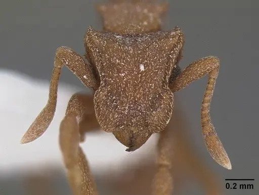 Cyphomyrmex wheeleri - CASENT0844191