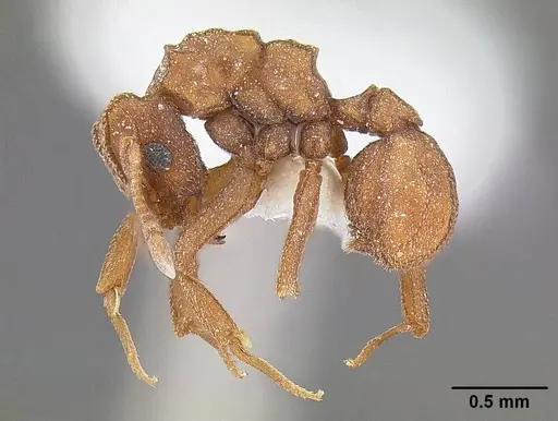 Cyphomyrmex wheeleri - CASENT0844191