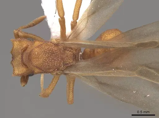 Cyphomyrmex wheeleri - CASENT0844193