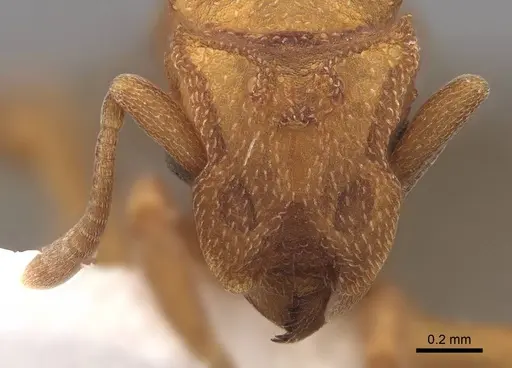 Cyphomyrmex wheeleri - CASENT0844193