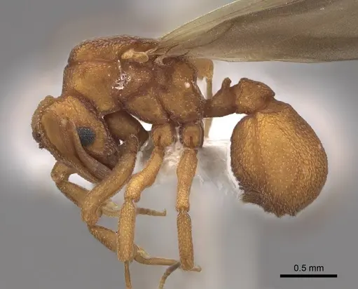 Cyphomyrmex wheeleri - CASENT0844193
