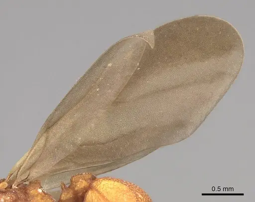 Cyphomyrmex wheeleri - CASENT0844193