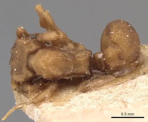 Cyphomyrmex wheeleri - CASENT0904982