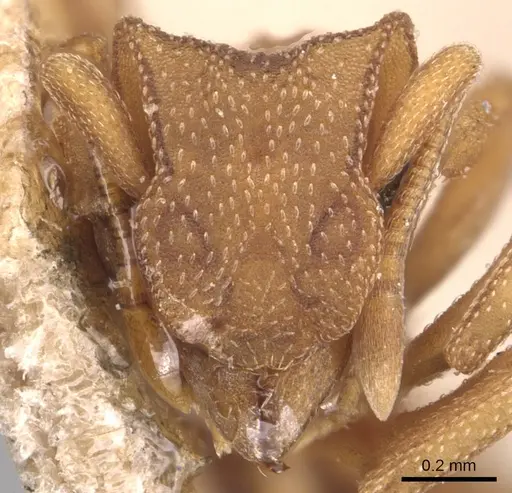 Cyphomyrmex wheeleri - CASENT0904982