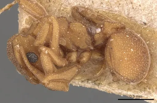 Cyphomyrmex wheeleri - CASENT0904982