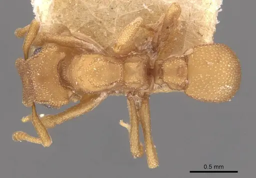 Cyphomyrmex wheeleri - CASENT0909384