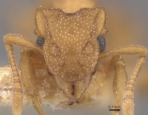 Cyphomyrmex wheeleri - CASENT0909384