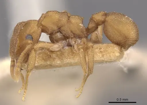 Cyphomyrmex wheeleri - CASENT0909384