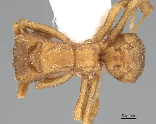 Cyphomyrmex wheeleri - CASENT0922119
