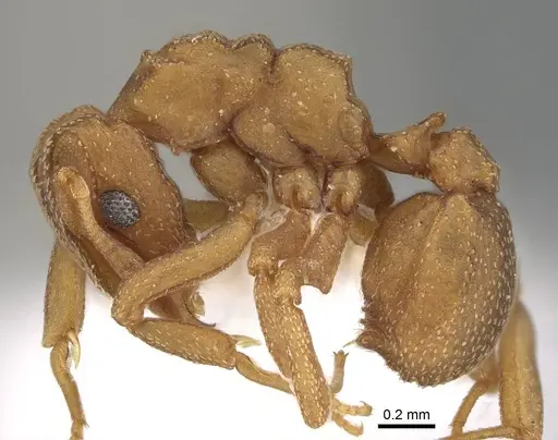 Cyphomyrmex wheeleri - CASENT0922119