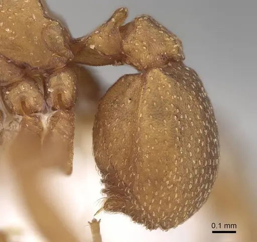 Cyphomyrmex wheeleri - CASENT0922119